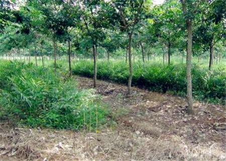 哪种树叶种植最具经济效益？如何选择赚钱的树种？
