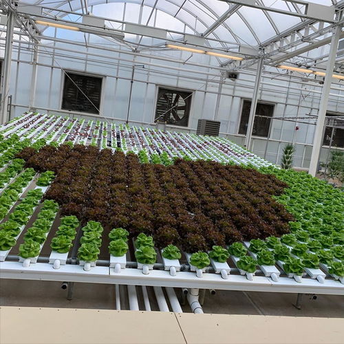 大棚种植哪些花草最具盈利潜力？选择攻略详解