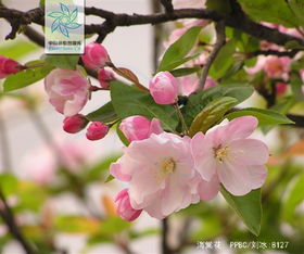 大面积种植海棠花真的能带来可观收益吗？