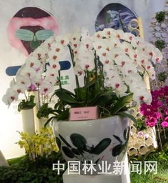 浙江串花工艺能否带来可观收益？
