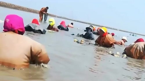 农村赶海卖海鲜，真的能赚到钱吗？背后的利润如何？