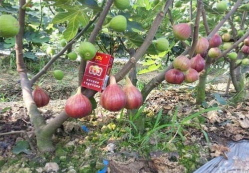 农村创业种啥植物最赚钱？专家推荐热门种植项目