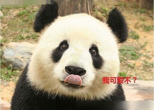 QQ熊猫刷赞网遭遇跑路？熊猫赞究竟去哪儿了？
