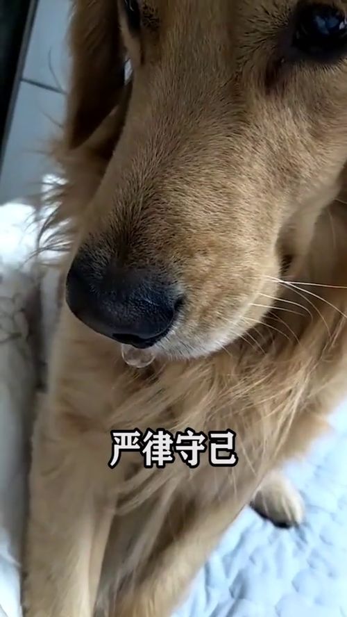 狗子竟也享有编制，老师副业背后有何玄机？