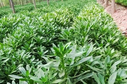 东北室内种植哪些药材最能盈利？你了解吗？
