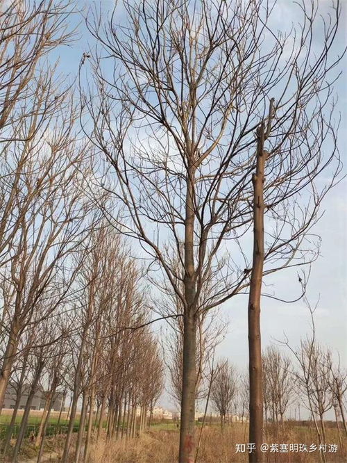 南方种植哪些树木最具经济效益？如何选择赚钱树种？