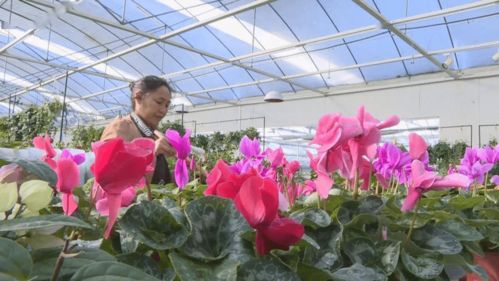 儿童公园种植哪些植物能带来经济效益？