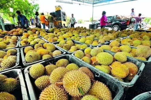 中国种植榴莲能否盈利？知乎网友热议榴莲种植前景