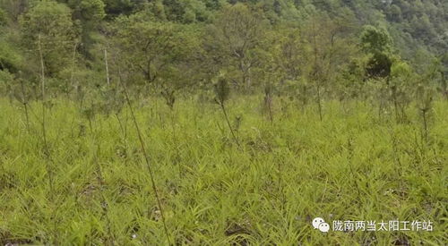 种植柴胡能否带来可观的经济收益？