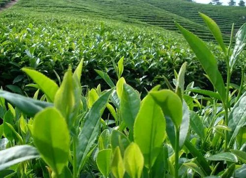 哪一种茶叶种植最具盈利潜力？知乎热议解析
