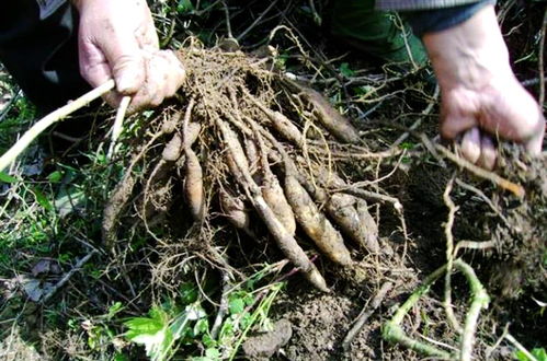 在农村种植哪些作物才能真正实现盈利增收？