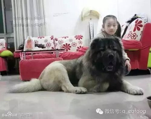 在七台河养哪种狗能带来高收益？