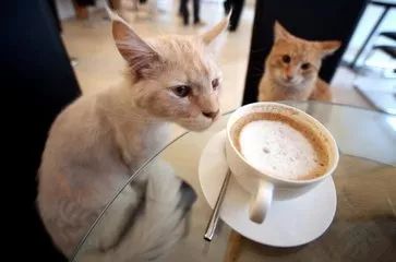 猫不理咖啡真的能盈利吗？它的经营模式有何特别之处？