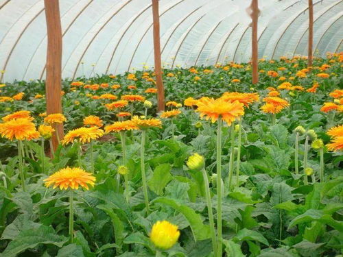 哪种花卉在楼房种植最具经济效益？