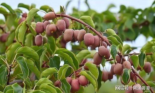 在山上经营哪种水果能带来更高的利润？