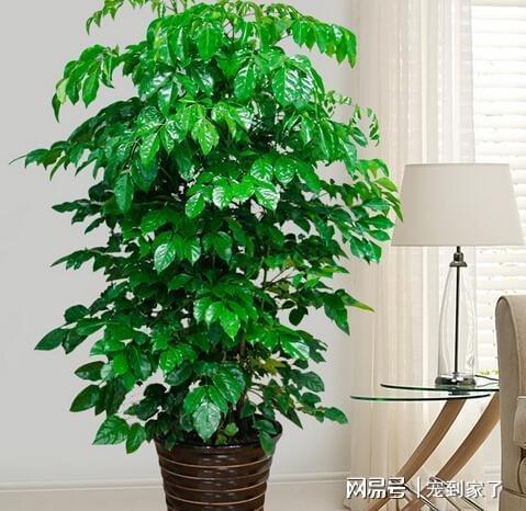 室内种植哪种植物最具盈利潜力？如何选择赚钱绿植？
