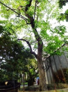 南昌市树究竟属于哪一级别？南昌市树到底是哪种植物？