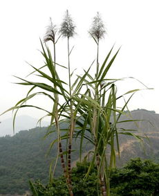 湛江砍甘蔗能否带来可观收入？