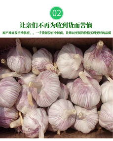 批发一级姜蒜，真的能带来可观收益吗？
