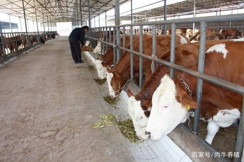在农村养殖药材，哪种最具盈利潜力？