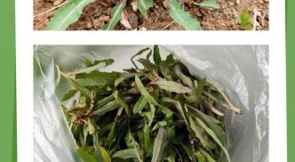 山野菜图片也能赚钱？你知道这些高收益的野菜吗？