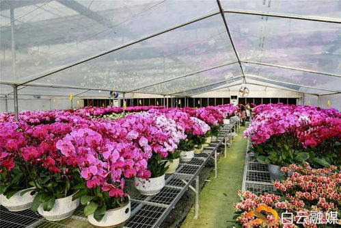 临近春节，卖花生意能否带来可观收益？