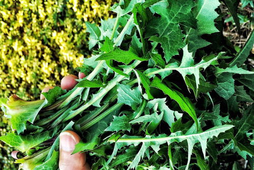 卖野菜真的能赚钱吗？贴吧里的大实话你信吗？