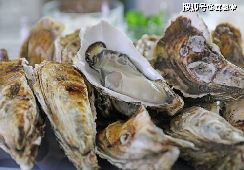 在广东哪里能捞到生蚝实现赚钱梦想？