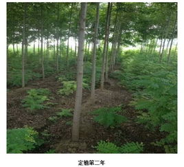 在湖南农村种植哪些树木能带来较高经济收益？