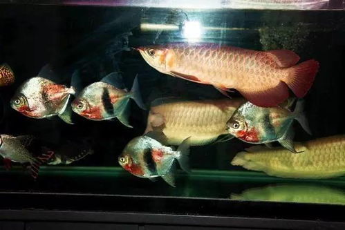 在家养观赏鱼能实现盈利吗？探索养鱼生财之道