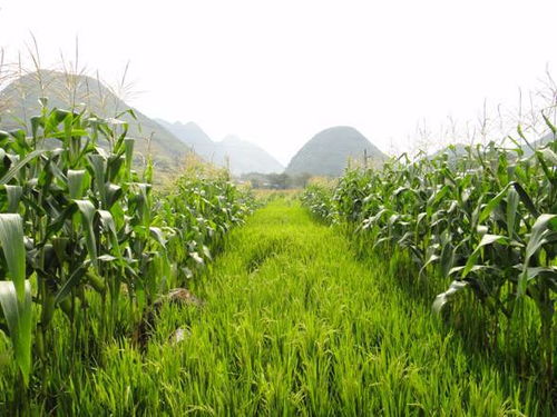 哪种杂草在花园种植最具经济效益？如何选择高收益杂草？