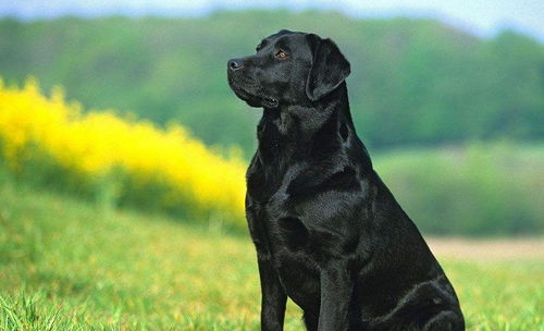 卖拉布拉多犬如何实现盈利？背后的赚钱逻辑是什么？
