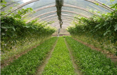 带孩子上山种植，哪种作物最能带来经济效益？