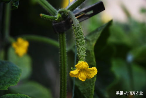 大棚种植哪些项目最赚钱？你想知道的都在这里！