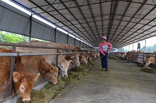 在农村养牛，哪种饲料成本最低收益最高？