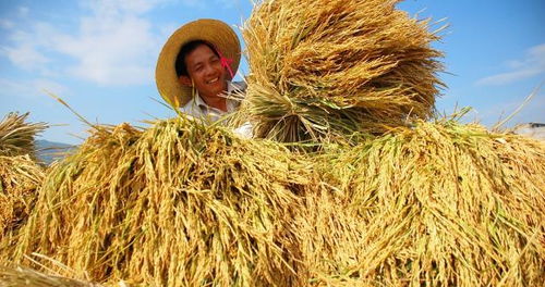 为何如今无人愿种地？不赚钱的背后隐藏了什么问题？