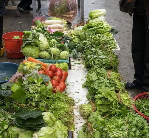 在家卖菜，哪种菜品最能带来高收益？