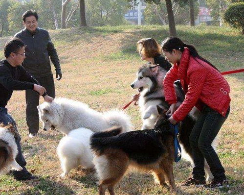 农村养狗真的能多赚钱吗？背后的原因是什么？