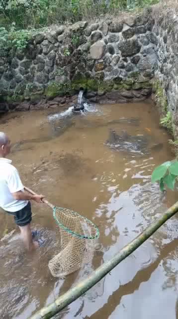 农村鱼塘养殖副业有哪些值得推荐的项目？