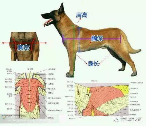 养马犬繁殖能否带来可观收益？新手入行必看的经济分析