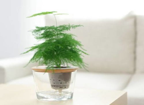 淘宝卖绿植真的能赚钱吗？新手入行靠谱吗？