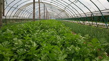 在家种植无公害蔬菜，真的能实现盈利吗？
