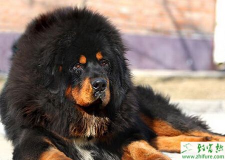 养藏獒真的能赚钱吗？藏獒养殖的盈利前景如何？