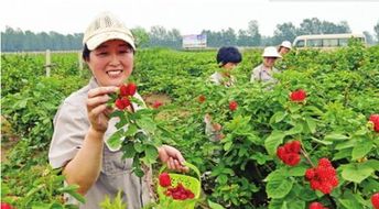 打工归来，农村种植什么项目最赚钱？
