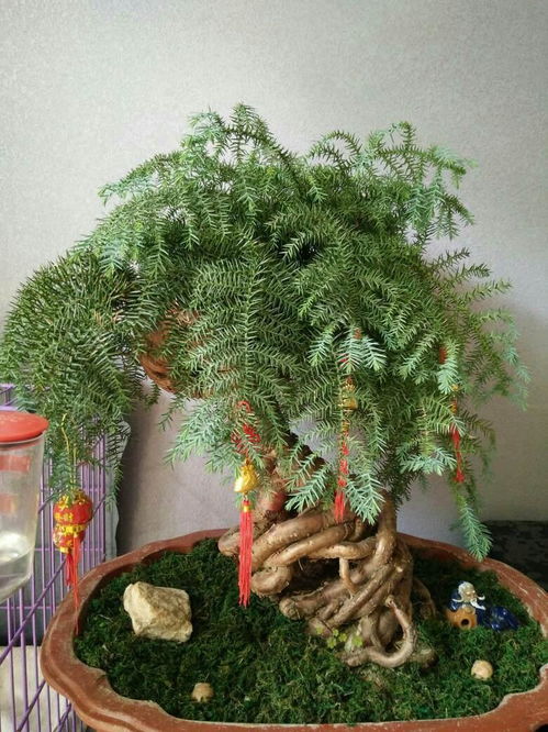 观音竹摆放何处最旺运？哪个位置更适合观音竹的摆放？