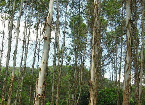 在陕北省种植哪种树木最具经济效益？