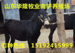 养驴能带来可观收益吗？揭开养殖驴的经济效益之谜