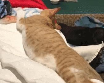 家里养猫究竟能否带来经济效益？