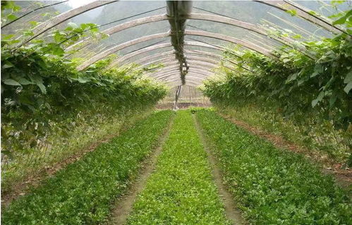选择哪种蔬菜大棚种植最盈利？专家分析助你决策