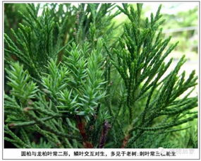 龙柏属于哪个科？它又归于哪一科属？